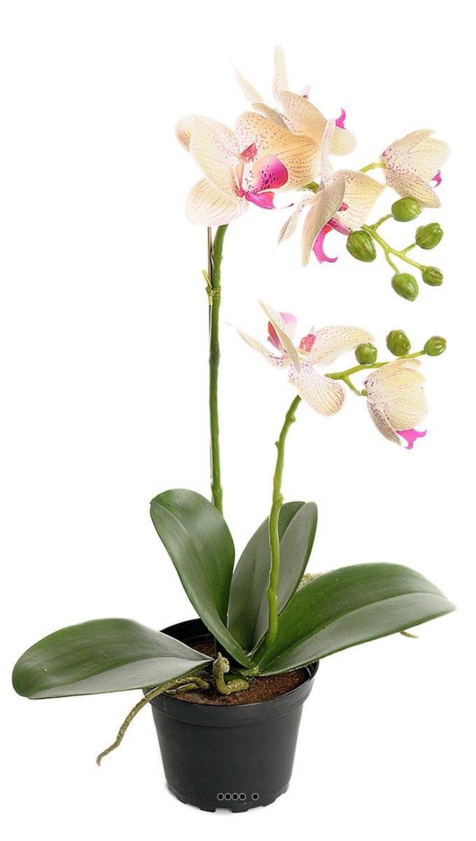 Artificielles - Orchidee artificielle 2 hampes en pot H 40 cm touché réel Vanille - couleur: Vanille - Imagen 1