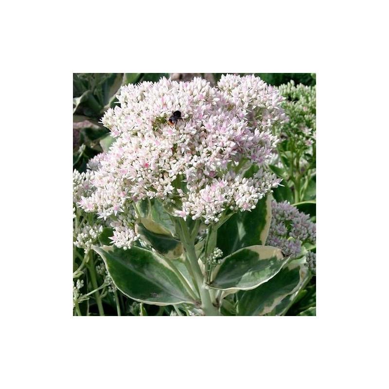 Orpin Frosty Morn, Sedum à fleurs Rose/Blanche - feuillage Semi-Persistant - Godet - 5/20 cm - Imagen 3