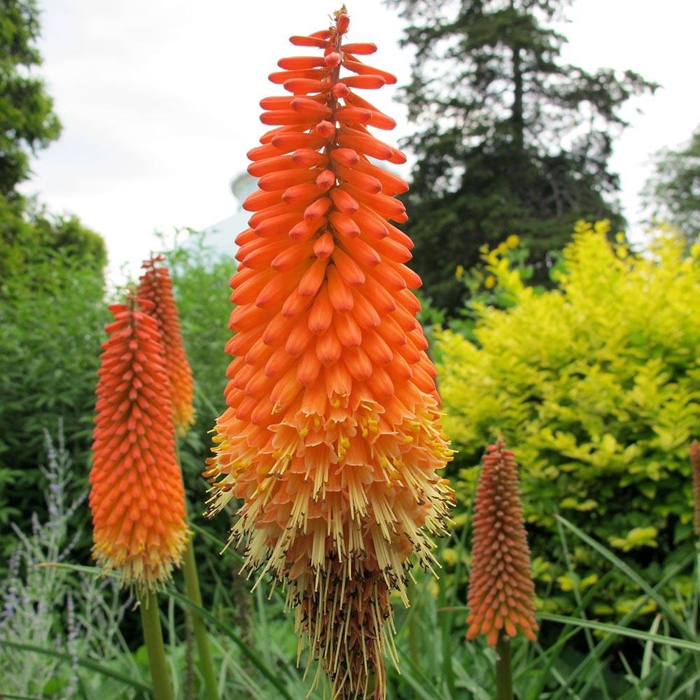 Kniphofia Alcazar - Tritoma Alcazar Godet de 8/9 cm