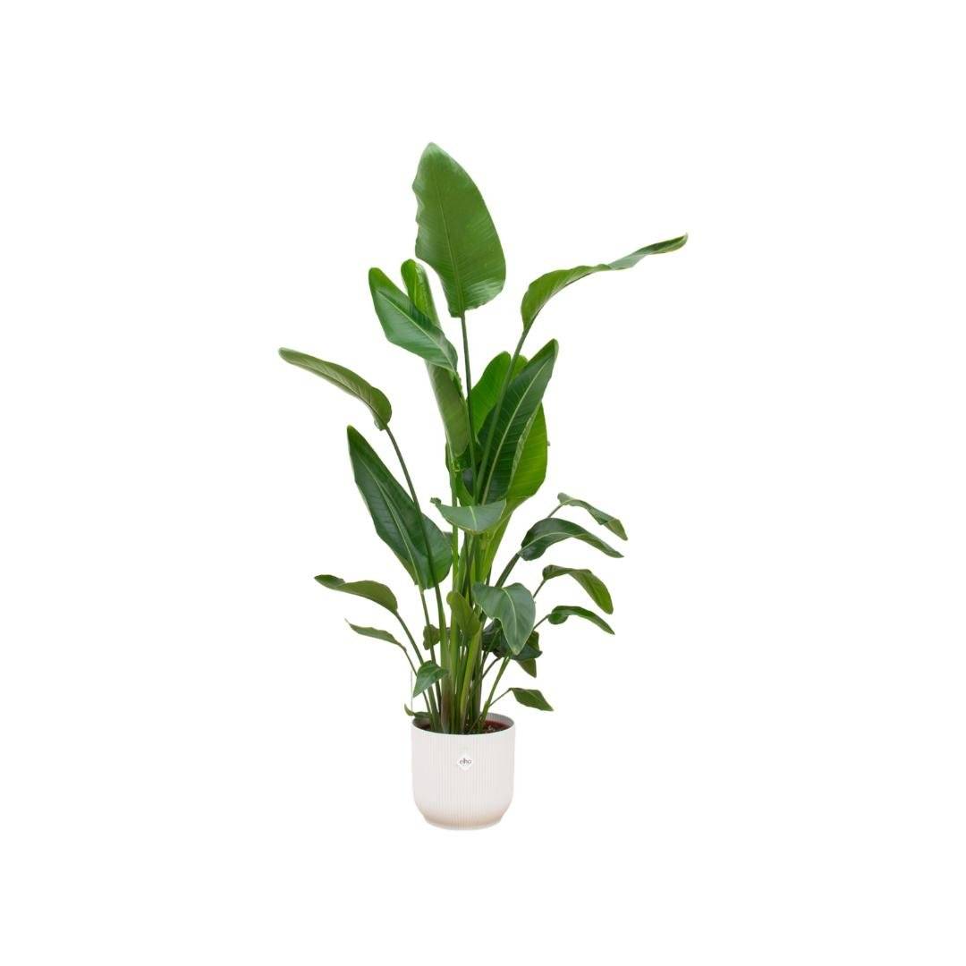 Strelitzia Nicolai 160cm et son pot- La Green Touch Blanc - Hauteur 160cm