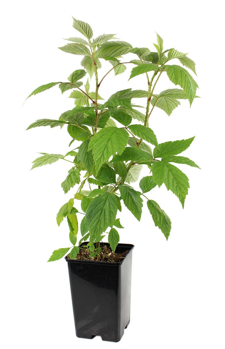 Fleuron D'Anjou - Framboisier remontant Héritage pot de 1,3 litre - Image 1