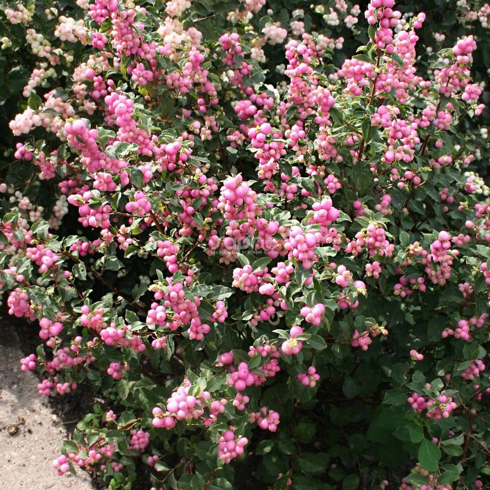 Symphorine Magical® Sweet 'Kolmaswet', Symphoricarpos à fleurs Blanche/ - feuillage Caduc - Pot de 3L - 20/40 cm