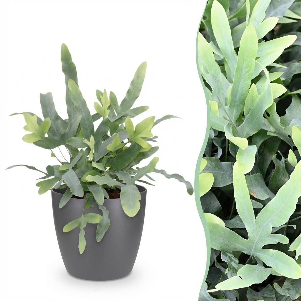 La Green Touch - Phlebodium aureum Blue Star - Fougère Blue Star - Avec cache-pot gris - Pot Ø25 cm, H 30 cm - Image 1