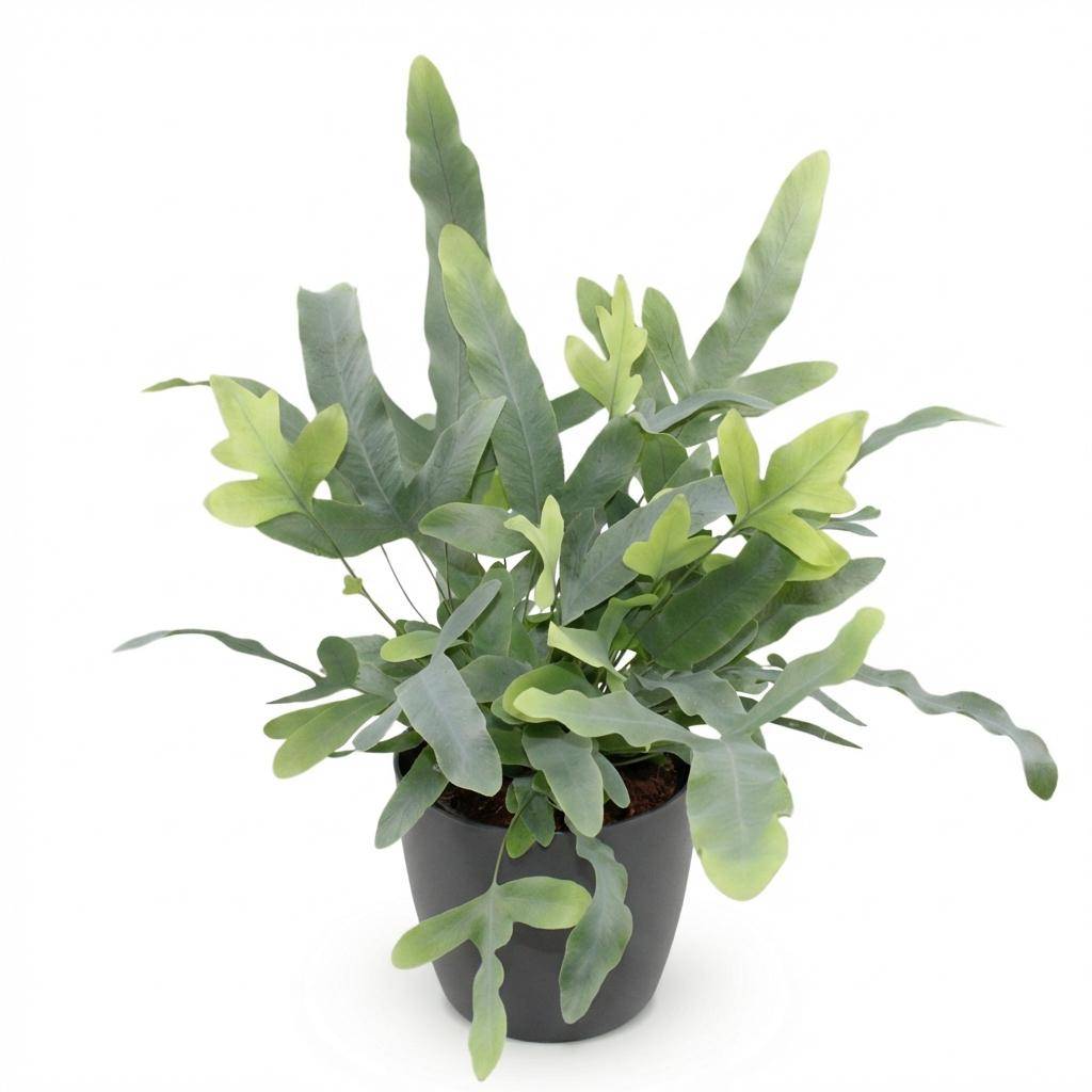 La Green Touch - Phlebodium aureum Blue Star - Fougère Blue Star - Avec cache-pot gris - Pot Ø25 cm, H 30 cm - Image 2