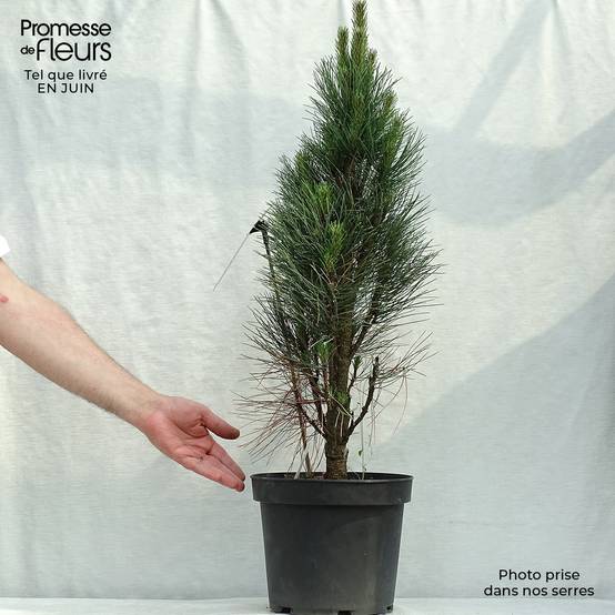 Promesse de Fleurs - Pinus nigra Green Tower - Pin noir Pot de 7,5L/10L - Image 2