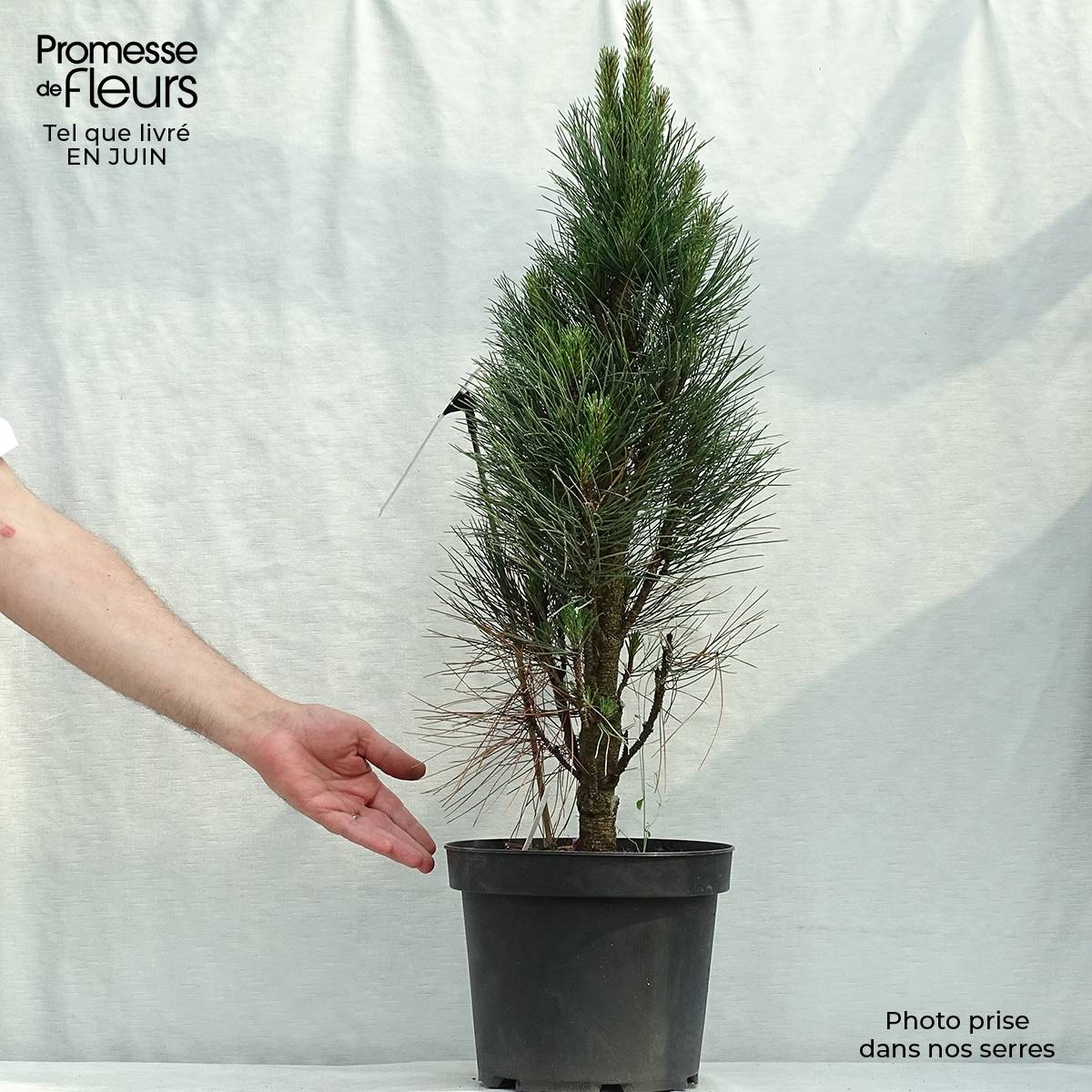 Pinus nigra Green Tower - Pin noir                          Pot de 7,5L/10L - Image 2