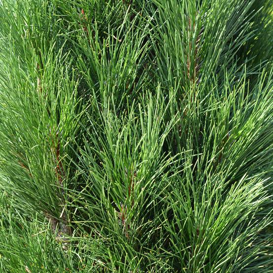 Promesse de Fleurs - Pinus nigra Green Tower - Pin noir Pot de 7,5L/10L - Image 1