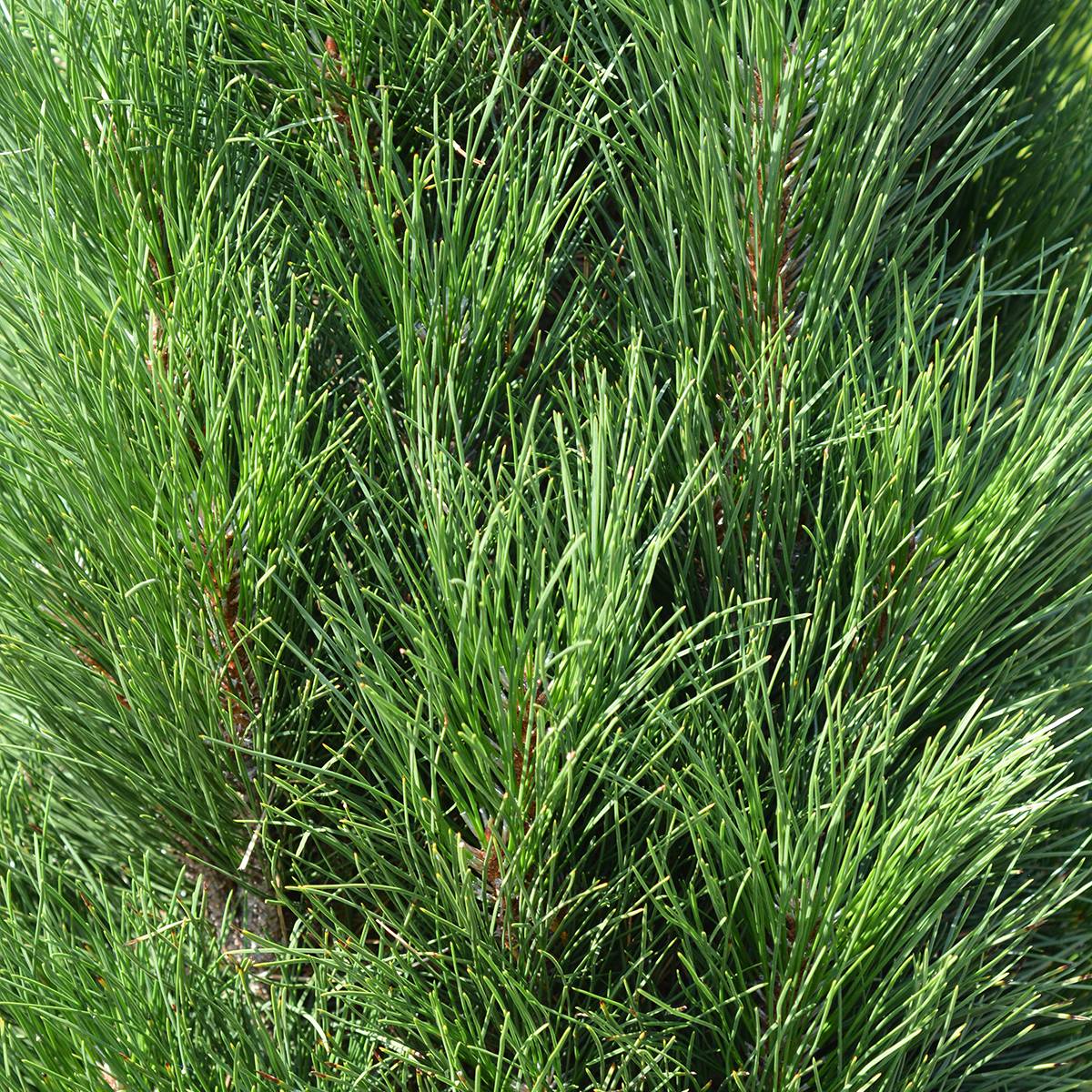 Pinus nigra Green Tower - Pin noir                          Pot de 7,5L/10L - Image 1
