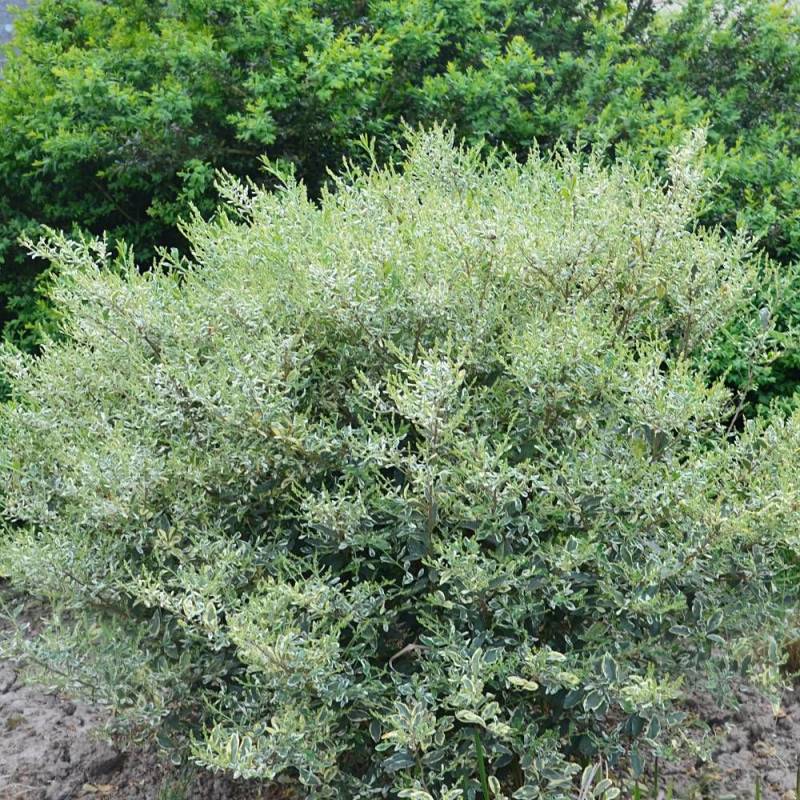Troène Musli® 'Muster', Ligustrum à fleurs Blanche - feuillage Caduc - Godet - 5/20 cm-  hauteur à maturité De 1,50 m à 2,00 m - Imagen 1