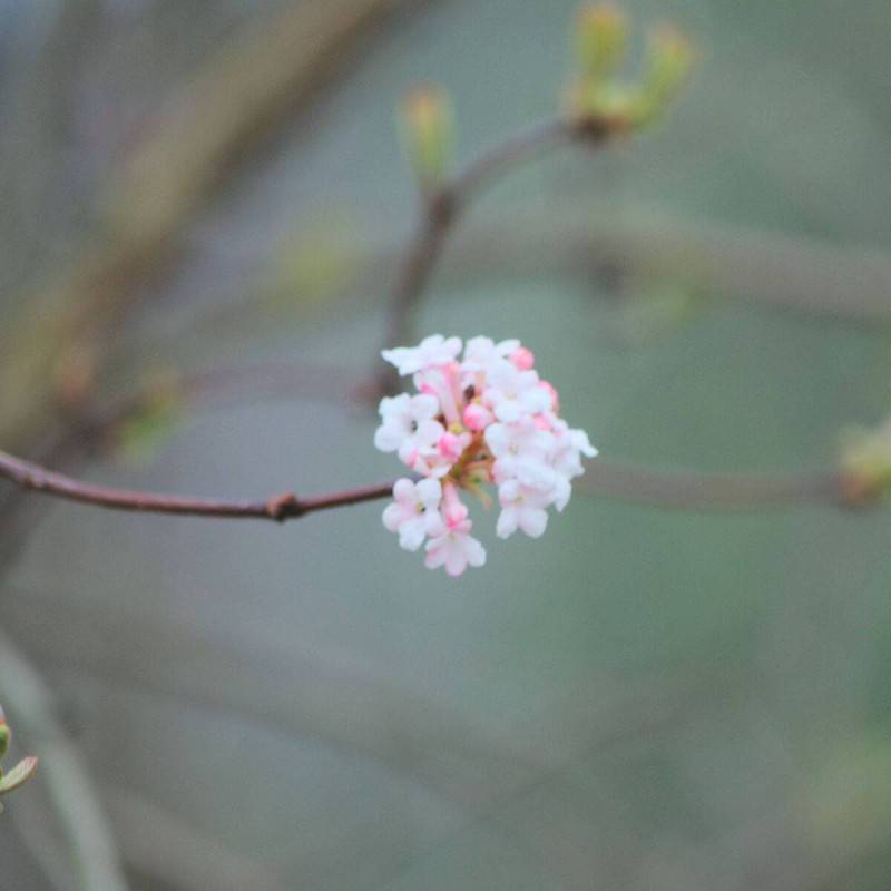 Viorne d'hiver Charles Lamont, Viburnum à fleurs Rose - feuillage Caduc - Pot de 3L - 40/60 cm-  hauteur à maturité De 2,50 m à 3,00 m - Imagen 1