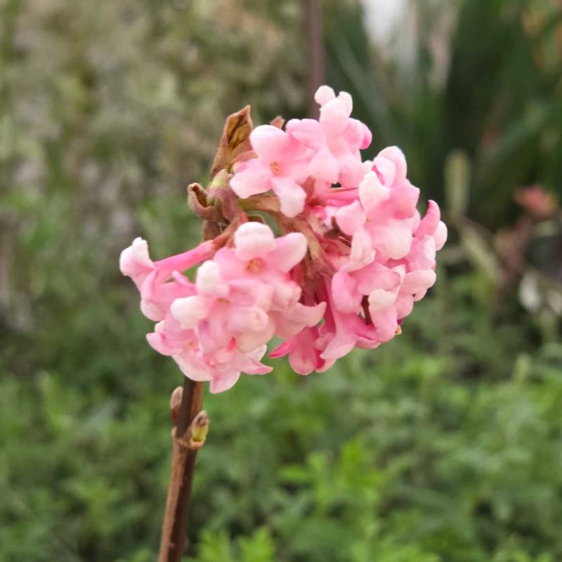 Viorne d'hiver Charles Lamont, Viburnum à fleurs Rose - feuillage Caduc - Pot de 3L - 40/60 cm-  hauteur à maturité De 2,50 m à 3,00 m - Imagen 3