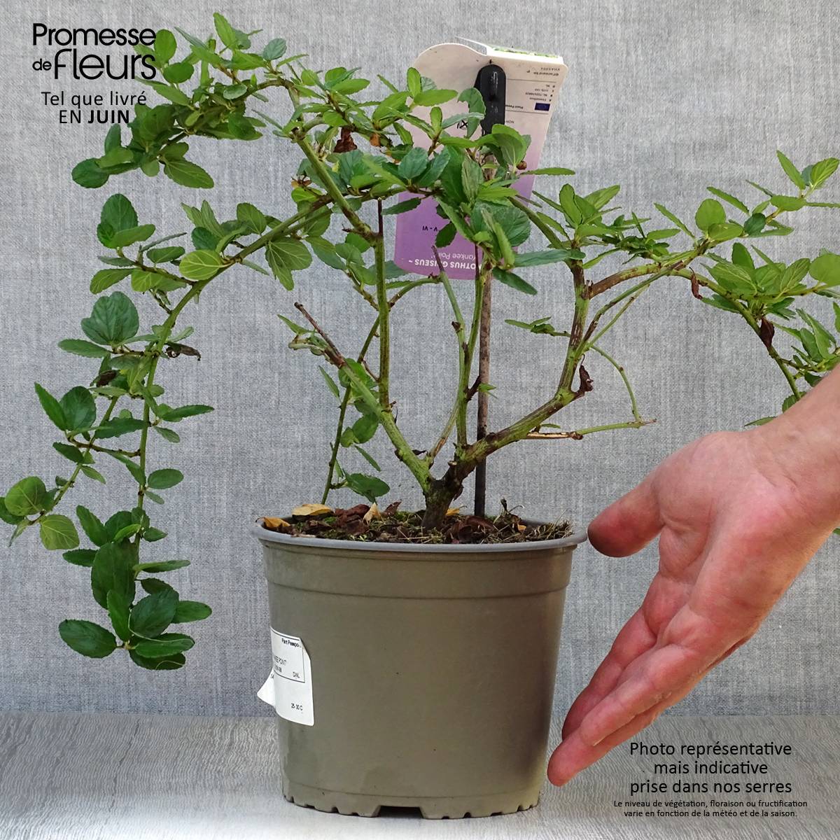 Promesse de Fleurs - Céanothe griseus Yankee Point - Lilas de Californie Pot de 2L/3L - Image 2