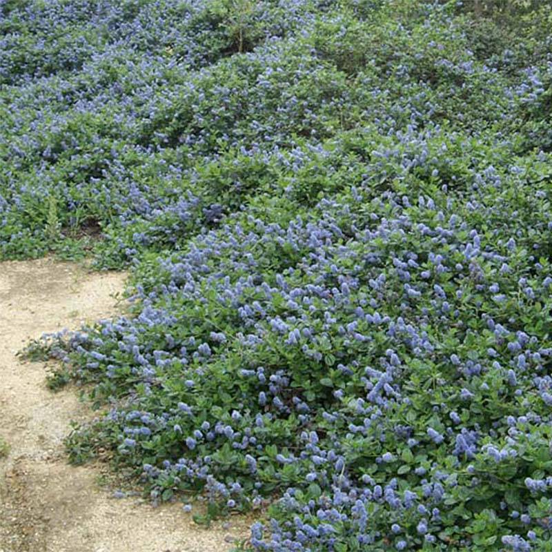 Promesse de Fleurs - Céanothe griseus Yankee Point - Lilas de Californie Pot de 2L/3L - Image 1