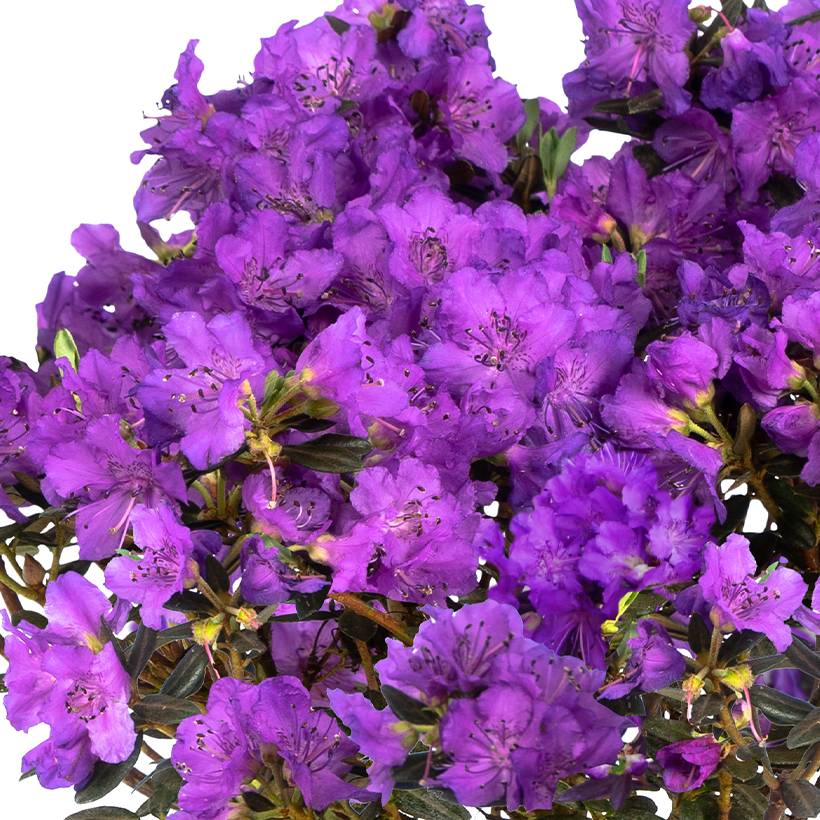 Rhododendron Lilly Bell Magic - Rhododendron nain Pot de 3L/4L