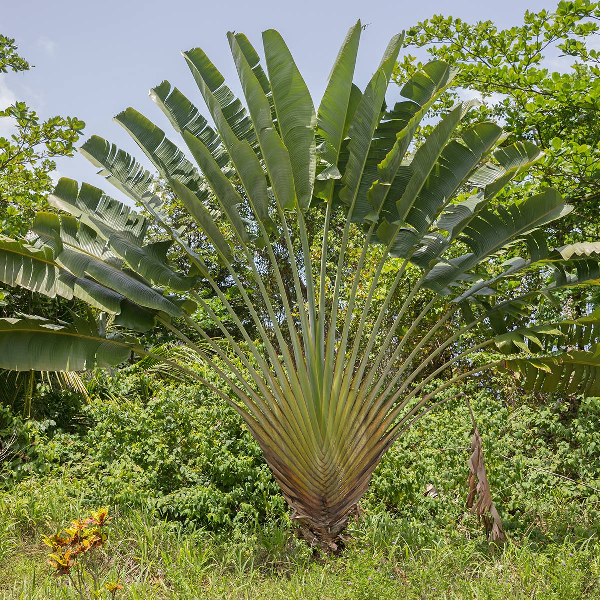 Promesse de Fleurs - Graines d'Arbre-du-voyageur - Ravenala madagascarensis le sachet de 10 graines environ