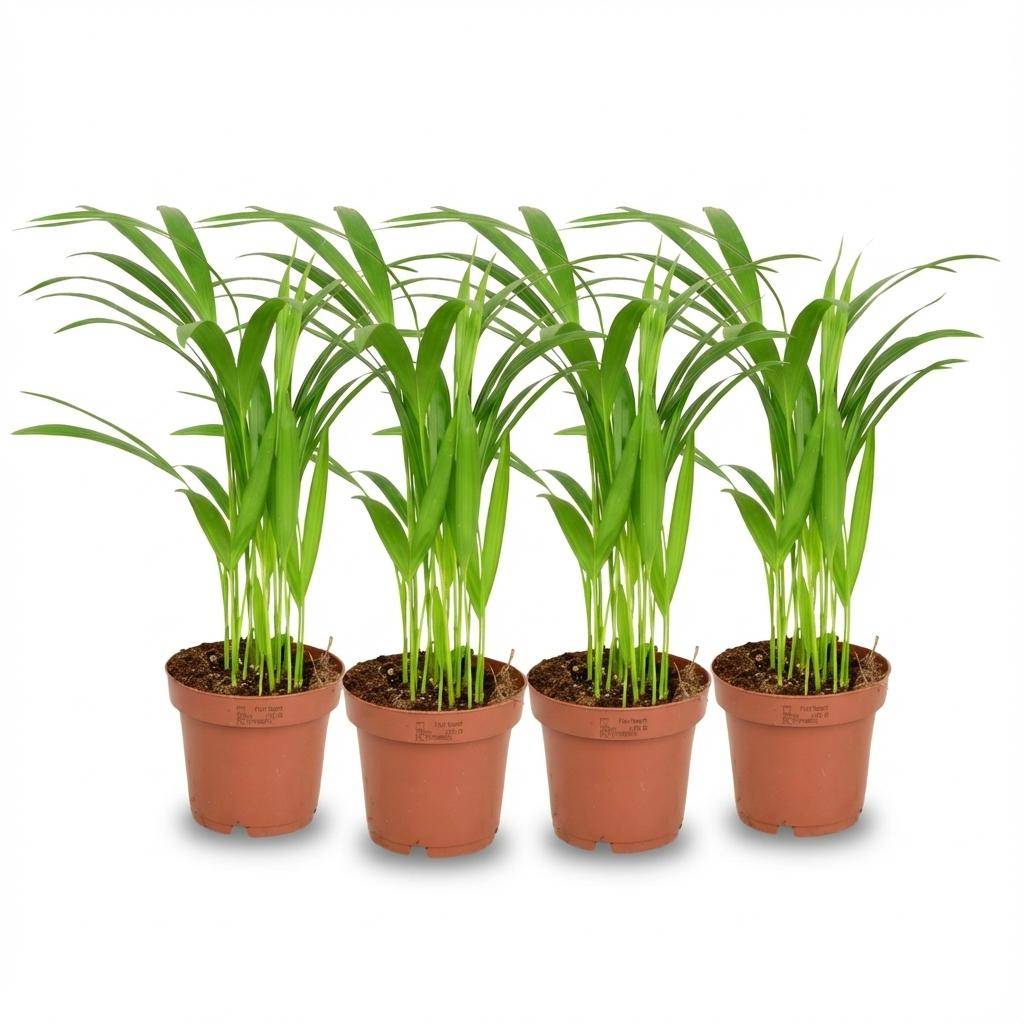 Palmier Areca - Dypsis lutescens - lot de 4 - Ø12cm - ↕40cm - Plantes d’intérieur