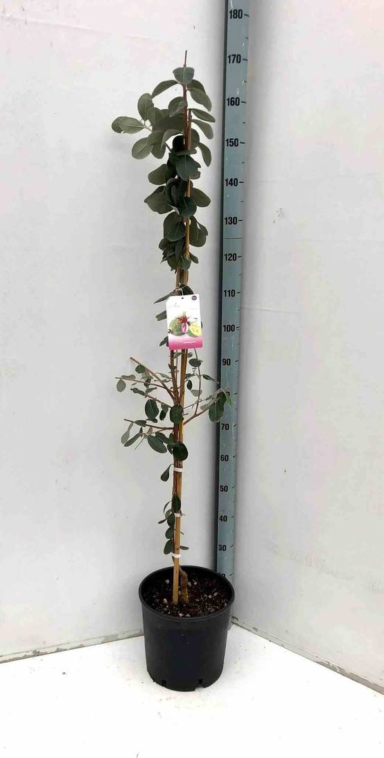 Sans Marque - Acca sellowiana (ananas feijoa ou goyave) Pot de 7 litres - 100/120 cm - Image 1