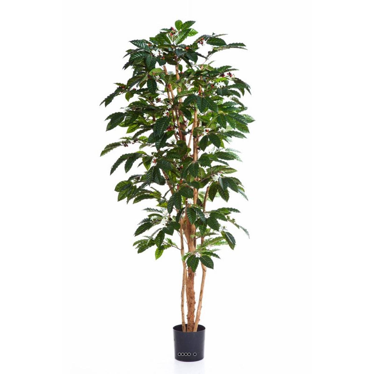Artificielles - Cafeier artificiel H 150 cm 471 feuilles fleurs et grains en pot - choisissez votre hauteur: H 150 cm - couleur: Vert