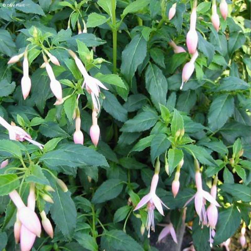 Fuchsia rustique Whiteknights Pearl Pot de 2L/3L - Image 1