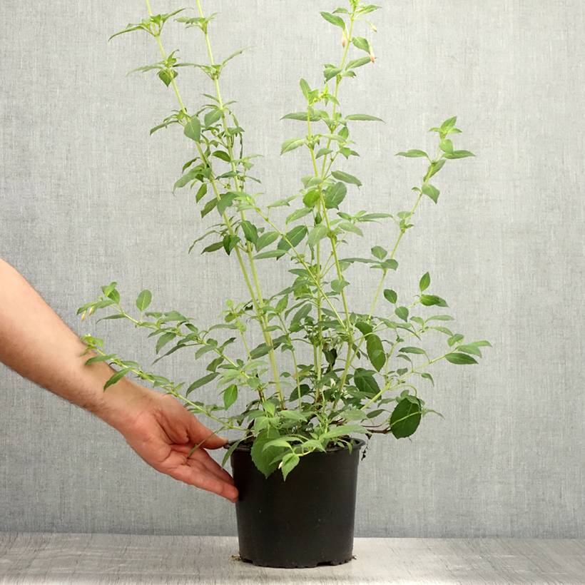 Fuchsia rustique Whiteknights Pearl Pot de 2L/3L - Image 2