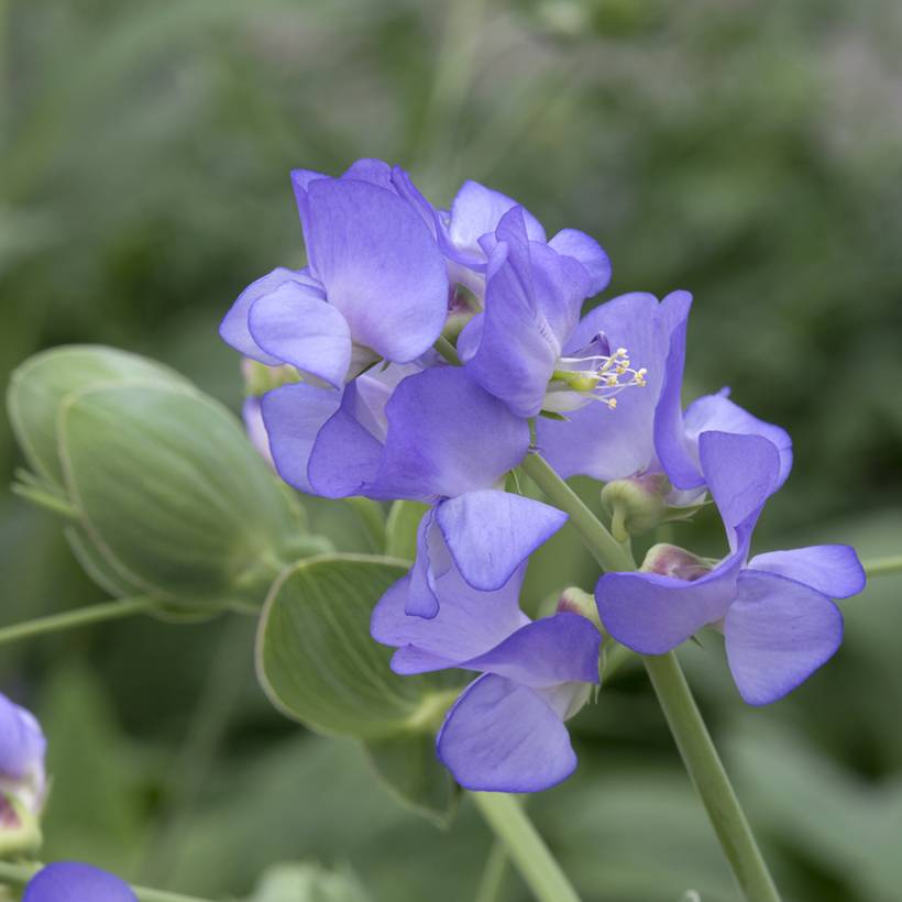 Promesse de Fleurs - Graines de Pois de senteur bleu de Lord Anson - Lathyrus nervosus Lord Anson's Pea  le sachet de 25 graines environ