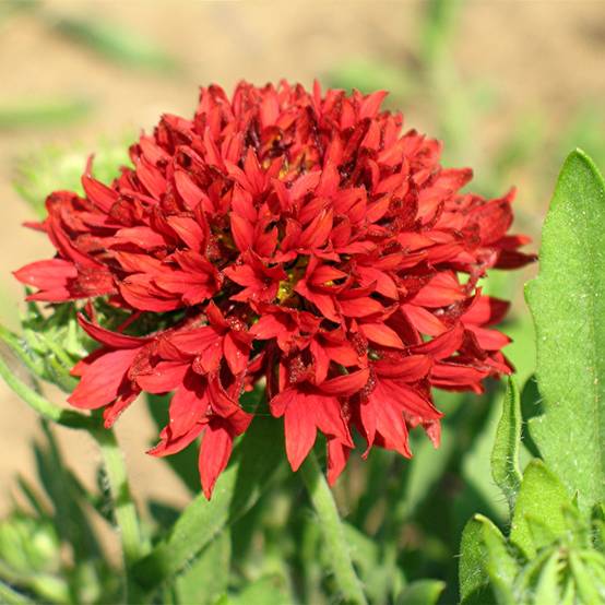 Graines de Gaillarde annuelle Red Plume - Gaillardia pulchella le sachet de 50 graines environ (0,1g)