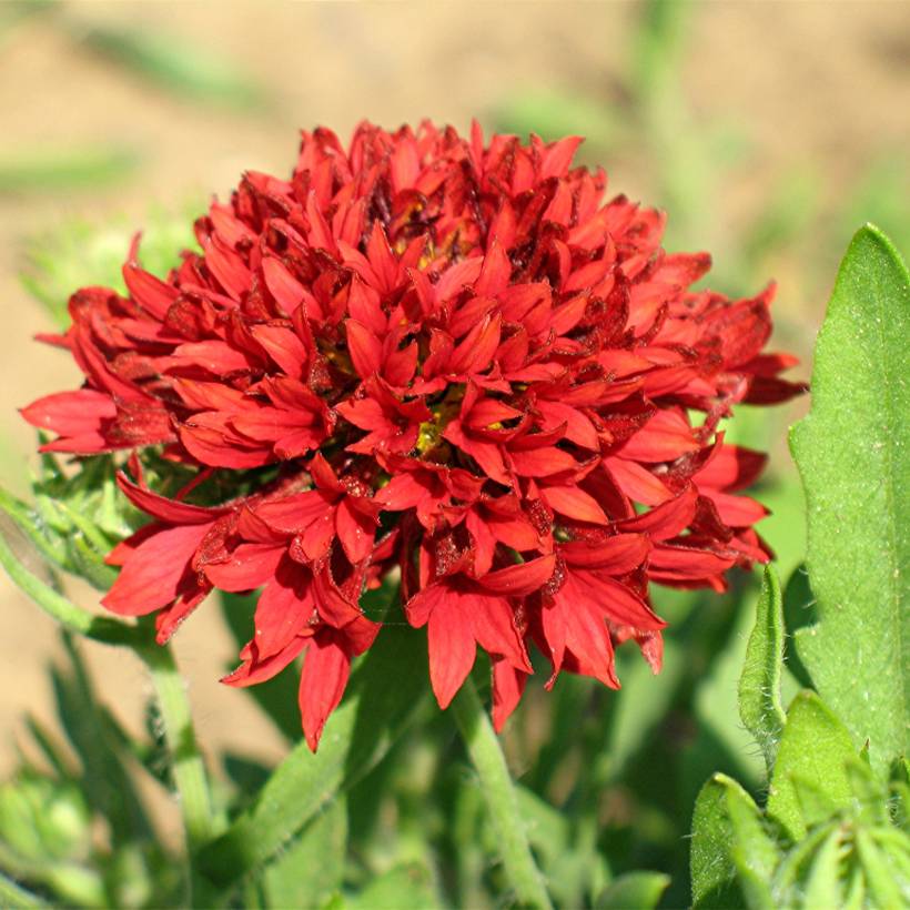 Graines de Gaillarde annuelle Red Plume - Gaillardia pulchella le sachet de 50 graines environ (0,1g)