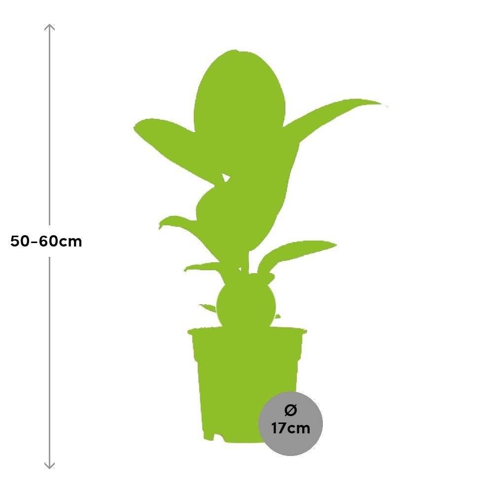 Ficus Elastica Robusta - D17 H55cm - Image 2