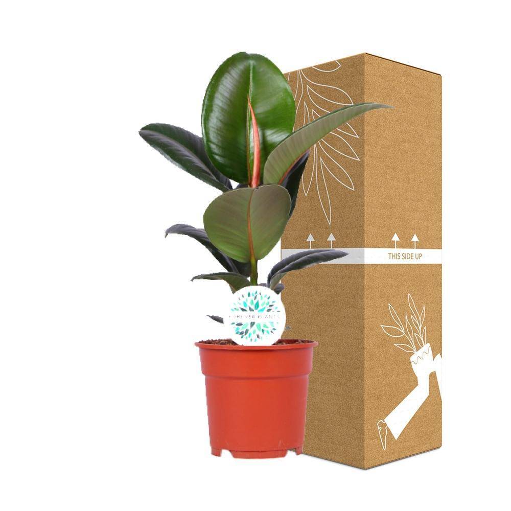 Ficus Elastica Robusta - D17 H55cm - Image 3