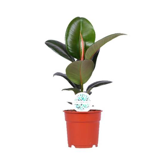 Ficus Elastica Robusta - D17 H55cm - Image 1