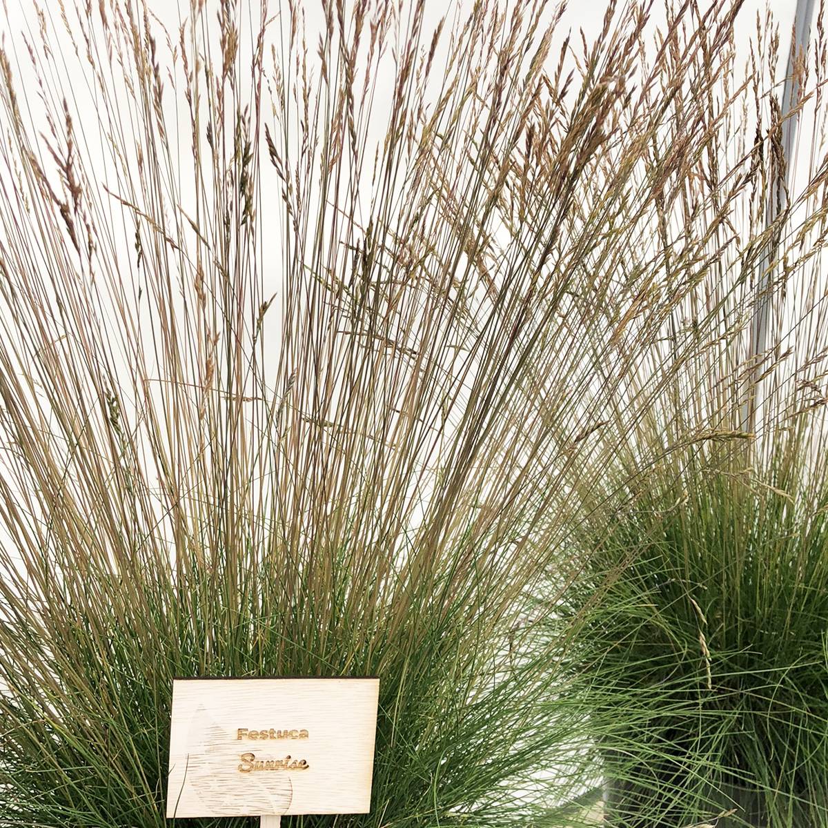 Festuca Sunrise - Fétuque Godet de 8/9 cm