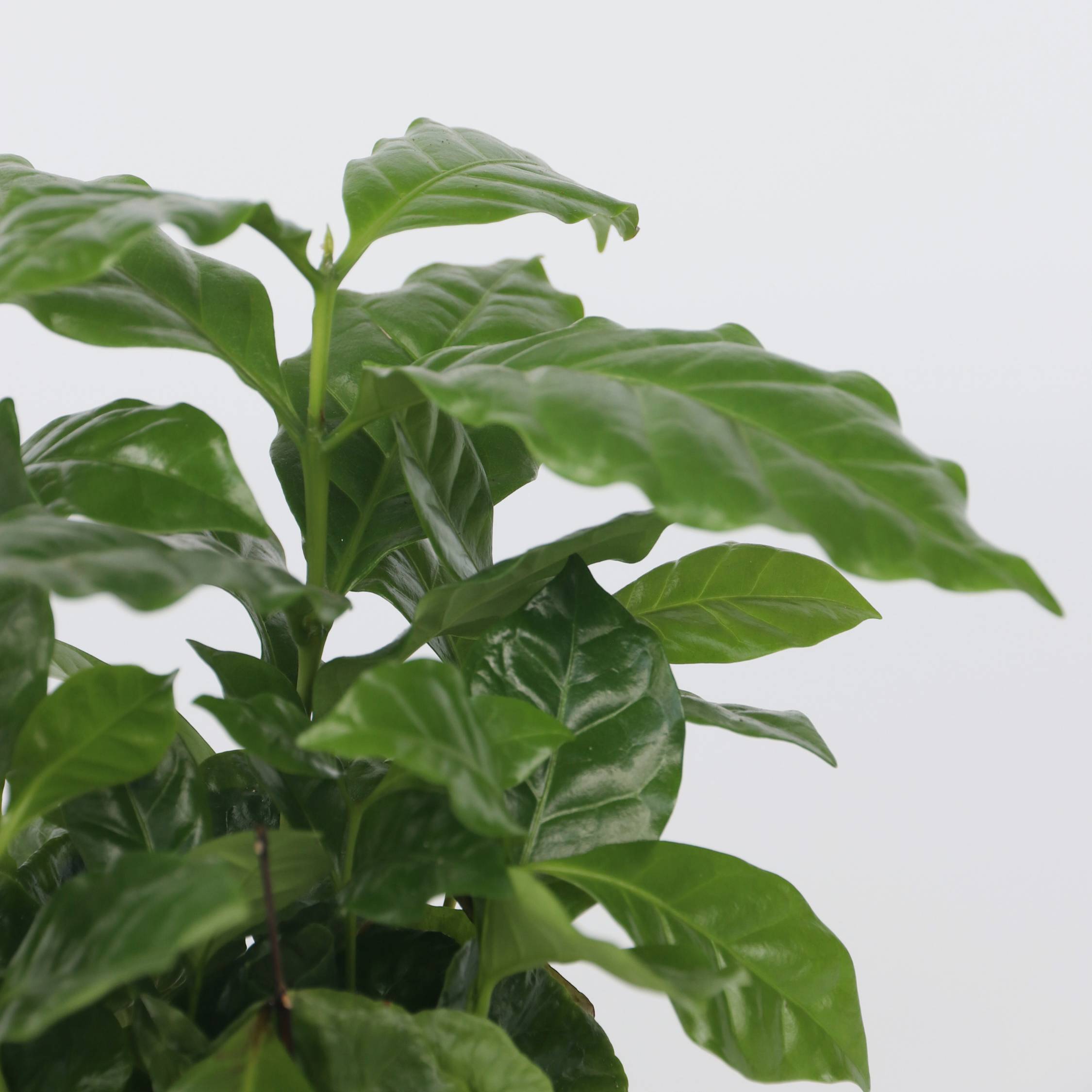 Caféier - Set de 2 - Coffea arabica - Hauteur 25-40cm - ⌀12cm - Imagen 4