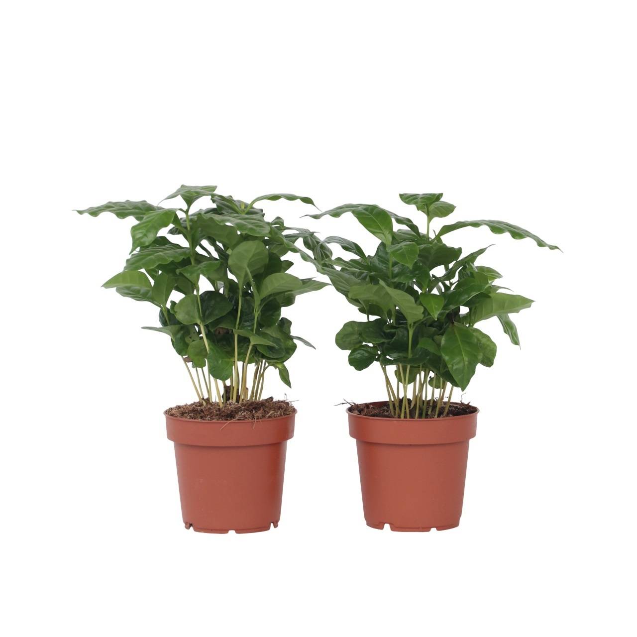 Caféier - Set de 2 - Coffea arabica - Hauteur 25-40cm - ⌀12cm - Imagen 1
