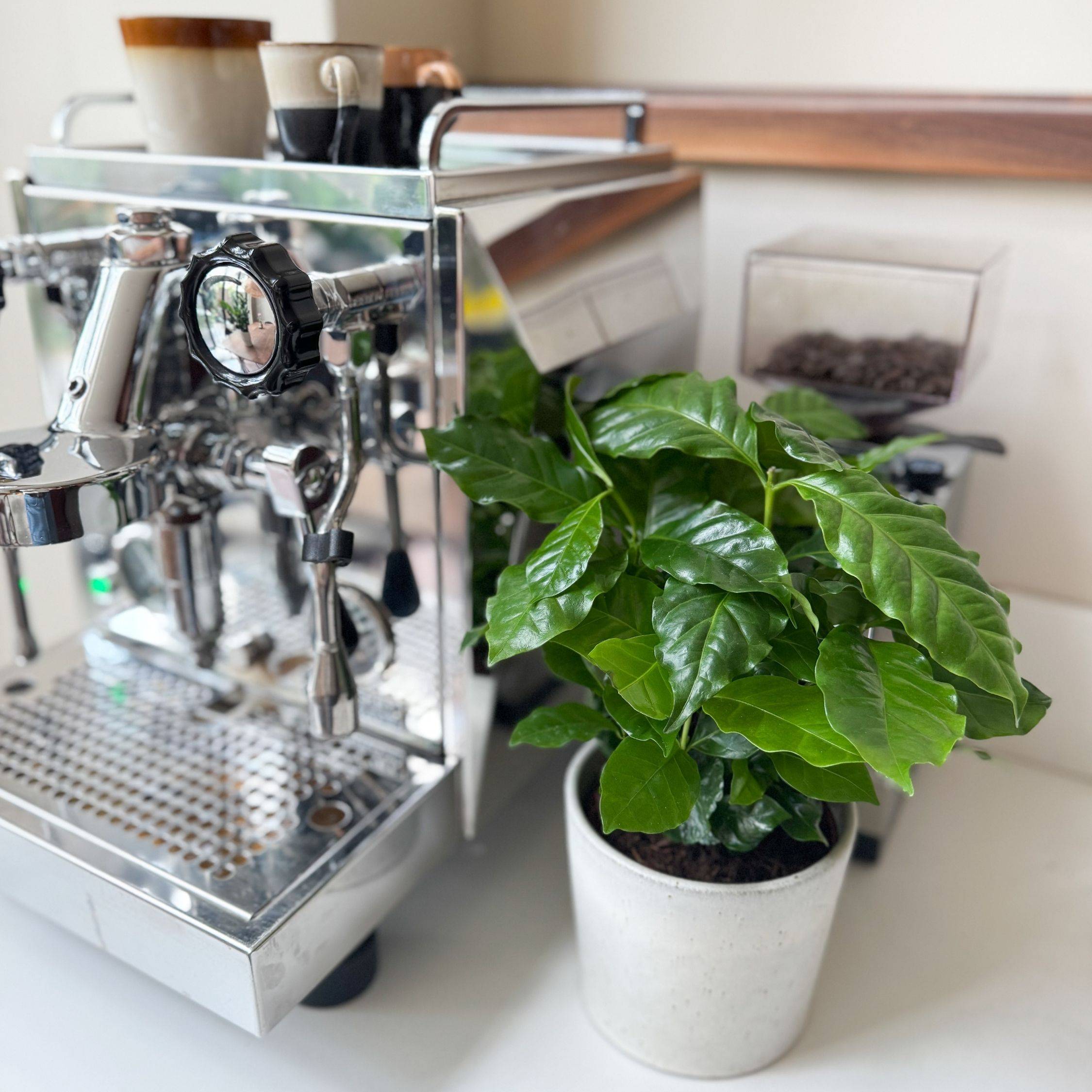 Caféier - Set de 2 - Coffea arabica - Hauteur 25-40cm - ⌀12cm - Imagen 3