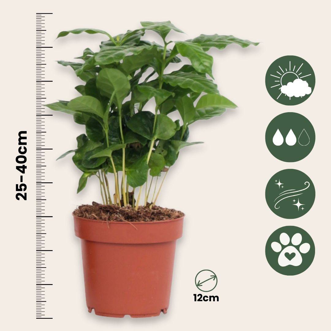 Caféier - Set de 2 - Coffea arabica - Hauteur 25-40cm - ⌀12cm - Imagen 5