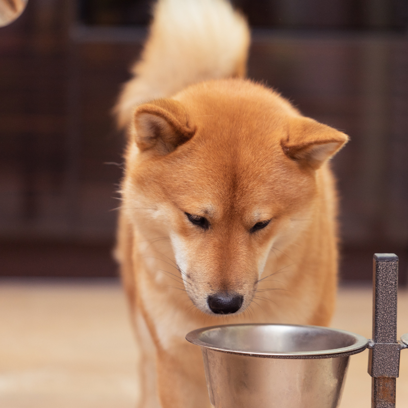 Equilibre & Instinct - Pâtées Bio à la Volaille pour Chien - Imagen 2