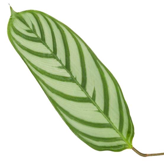 La Green Touch - Calathea Compactstar - D19 H80cm - Image 2
