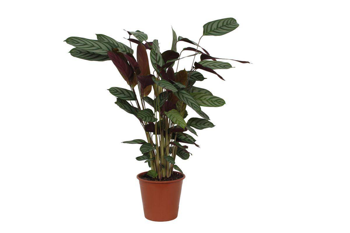 La Green Touch - Calathea Compactstar - D19 H80cm - Image 1