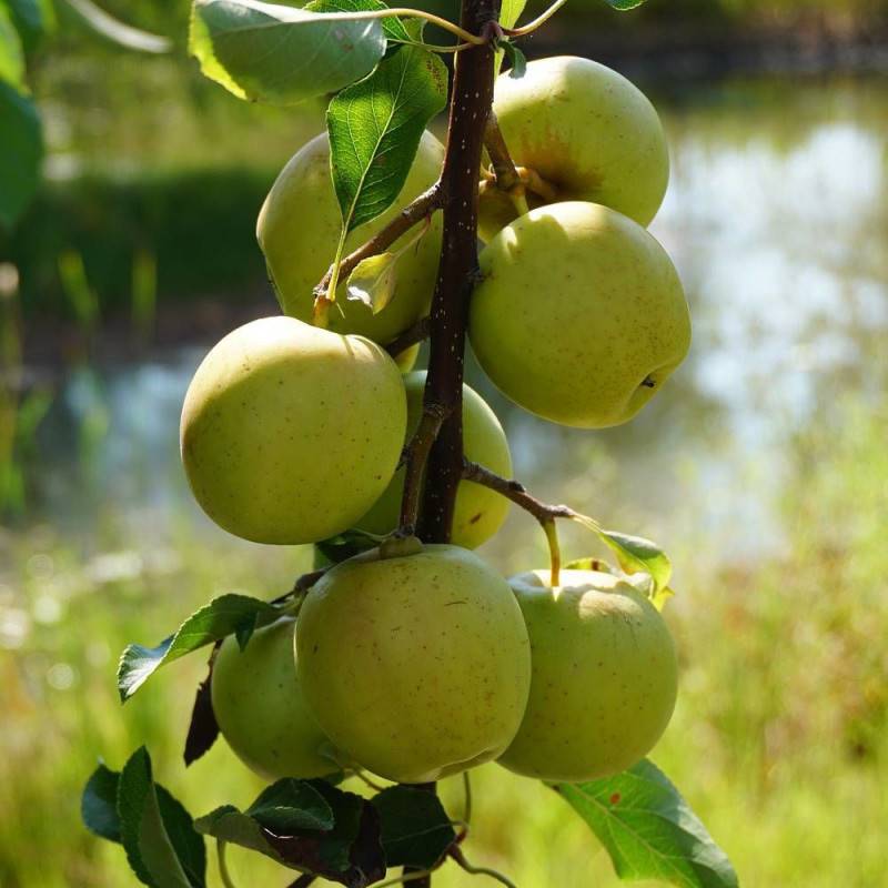 Pommier Golden Delicious - Bon rendement - Pot de 15L - Palmette verrier - 150/175 cm - De 3,00 m à 5,00 m - Imagen 9