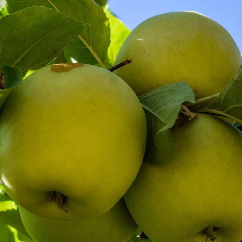 Pommier Golden Delicious - Bon rendement - Pot de 15L - Palmette verrier - 150/175 cm - De 3,00 m à 5,00 m - Imagen 8
