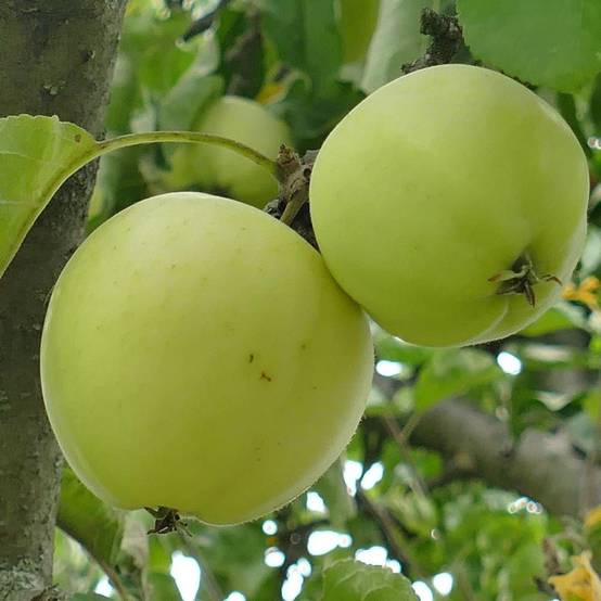 Pommier Golden Delicious - Bon rendement - Pot de 15L - Palmette verrier - 150/175 cm - De 3,00 m à 5,00 m - Image 4