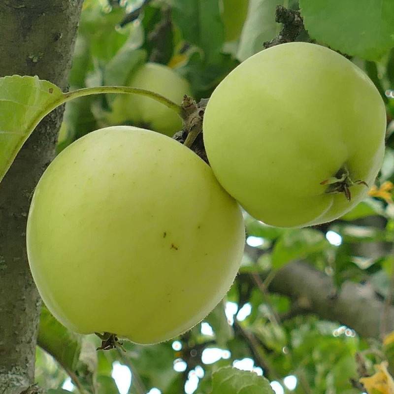 Pommier Golden Delicious - Bon rendement - Pot de 15L - Palmette verrier - 150/175 cm - De 3,00 m à 5,00 m - Imagen 4