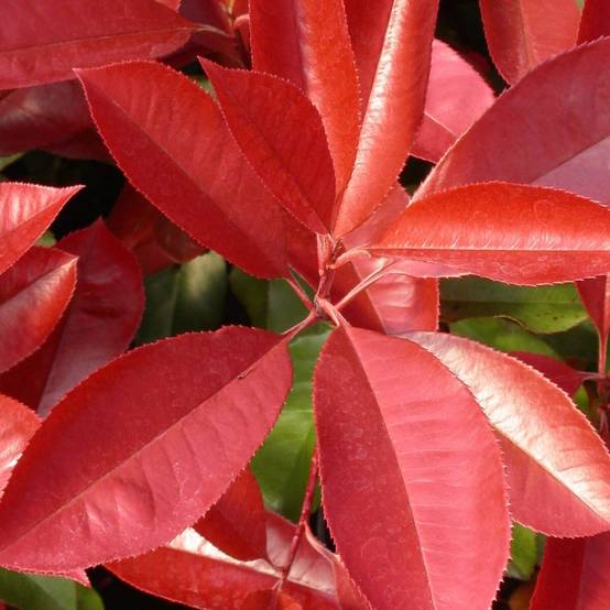 Photinia Carré Rouge à fleurs Blanche/ - feuillage Persistant - Pot de 7,5L - 80/100 cm