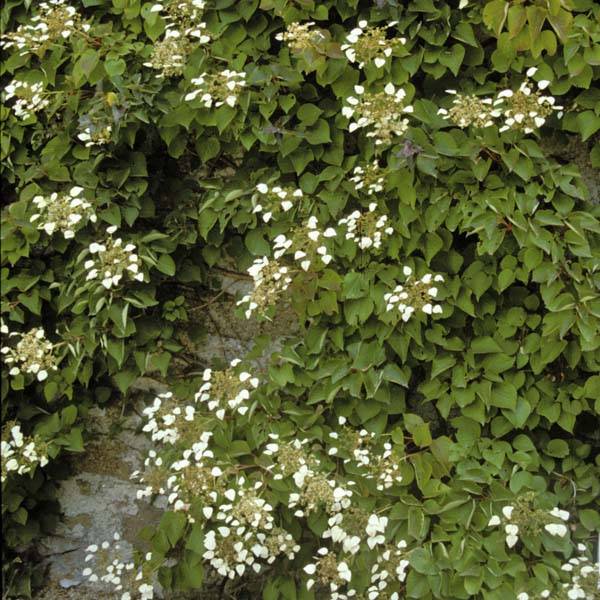 Schizophragma hydrangeoïdes Pot de 2L/3L