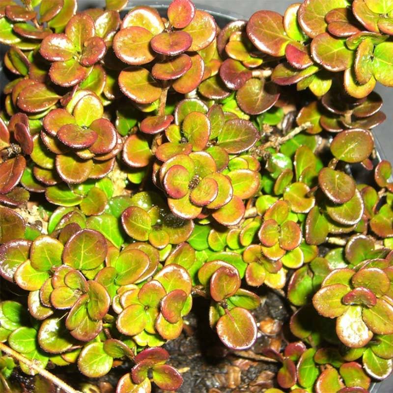 Promesse de Fleurs - Chèvrefeuille rampant Little Honey - Lonicera crassifolia Pot de 2L/3L - Image 1