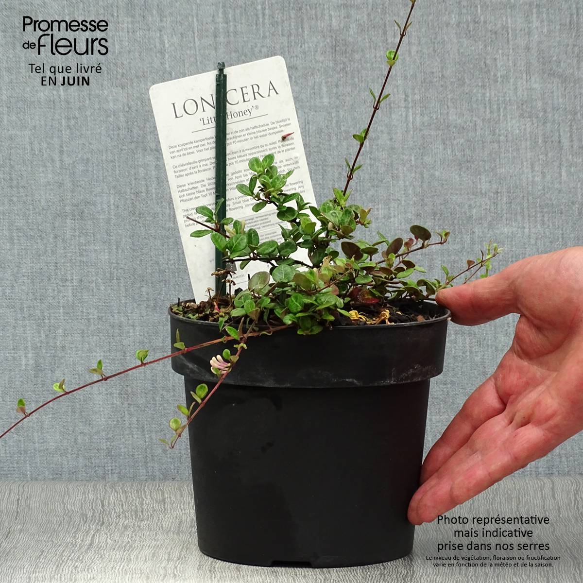 Promesse de Fleurs - Chèvrefeuille rampant Little Honey - Lonicera crassifolia Pot de 2L/3L - Image 2