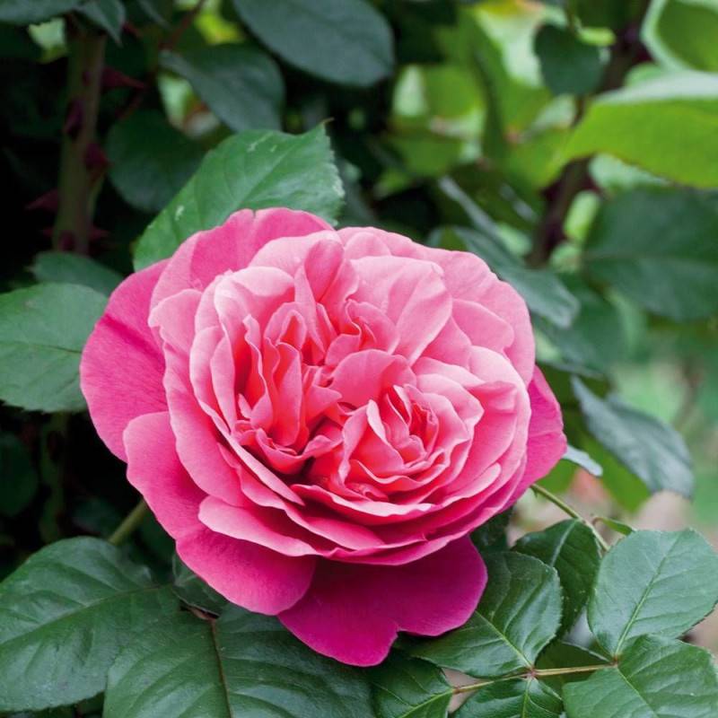 Rosier à grandes fleurs Line Renaud® 'Meiclusif' à fleurs Rose - feuillage Caduc - Pot de 10 L - 1/2 tige-  hauteur à maturité De 0,50 m à 1,00 m - Image 4
