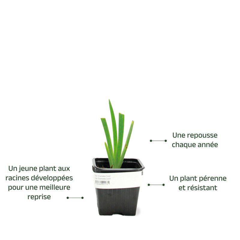 3 Iris 'Tangerine' - Lot de 3 vivaces - Pépinières Naudet - Imagen 3