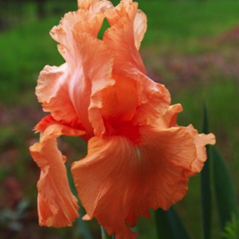 3 Iris 'Tangerine' - Lot de 3 vivaces - Pépinières Naudet - Imagen 1
