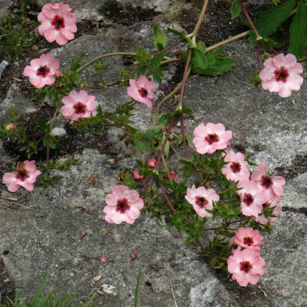 Promesse de Fleurs - Potentille vivace - Potentilla hopwoodiana Godet de 8/9 cm